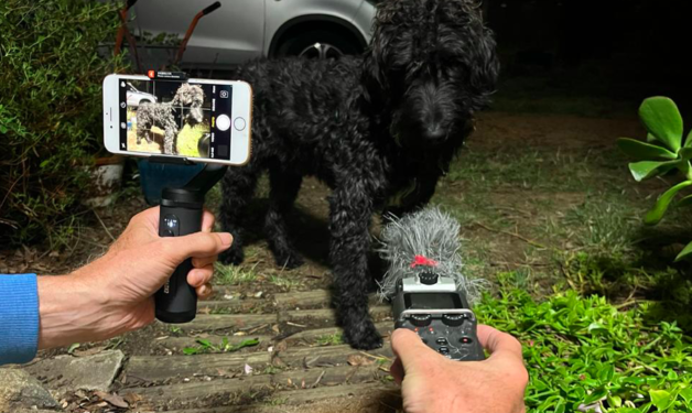 A photograph of a black dog with a camera and microphone in front of it
